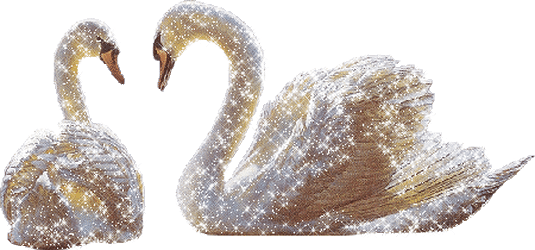 Sparkling swans